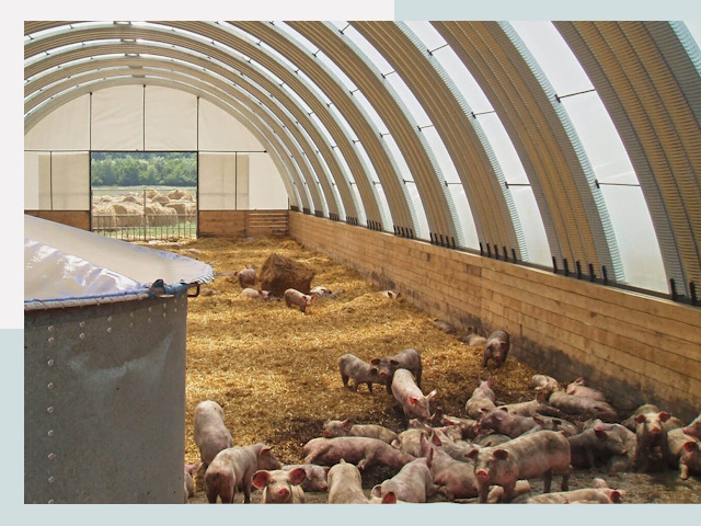 Строительство свинарников в Саранске